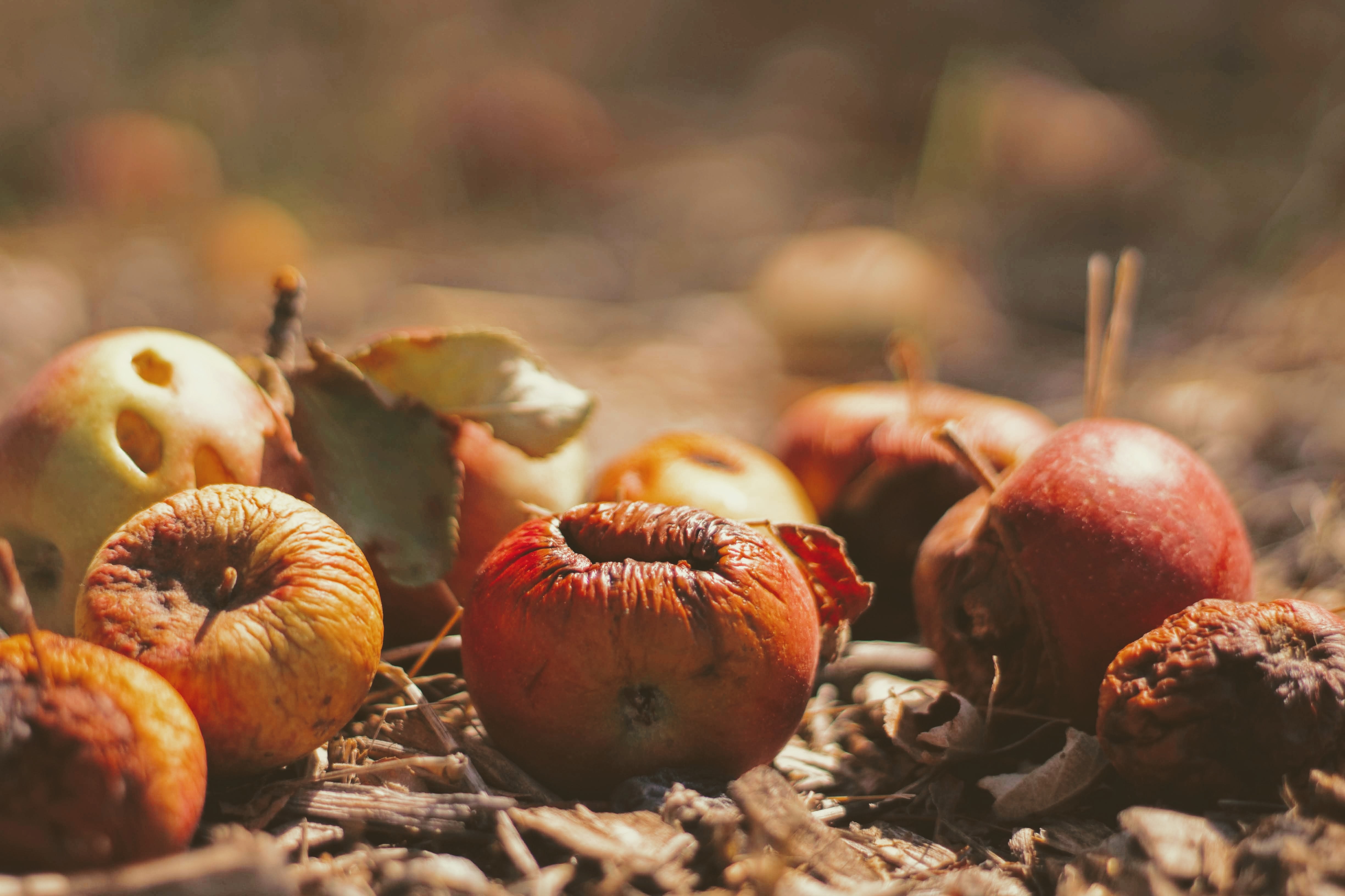 What, Why and How Compost Changes a Community